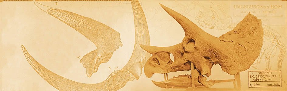 Hell Creek Formation Tells a Tale of Triceratops