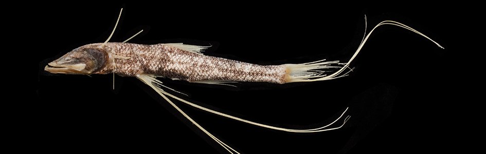 Tripod Fish: Denizens of the Deep Sea | Answers in Genesis