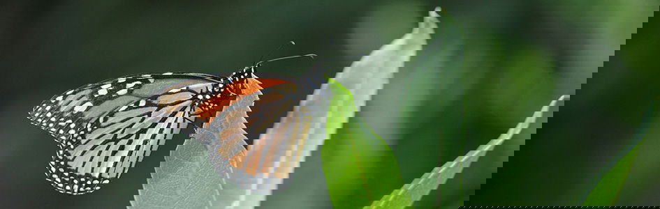 Butterfly on Plant