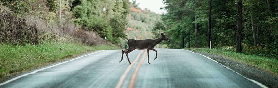 Deer crossing a road