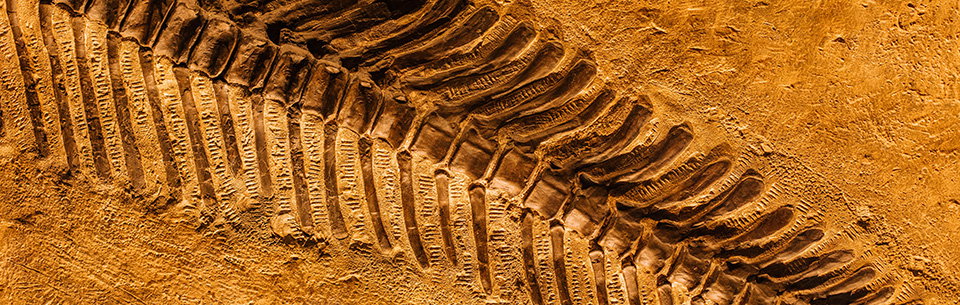 Dinosaur fossil
