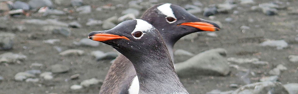 “Gay Penguin” Dies in Australian Zoo