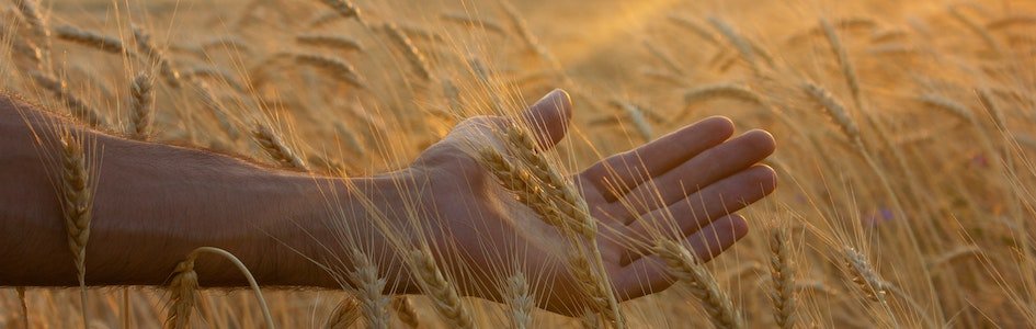 Hand in field of wheat