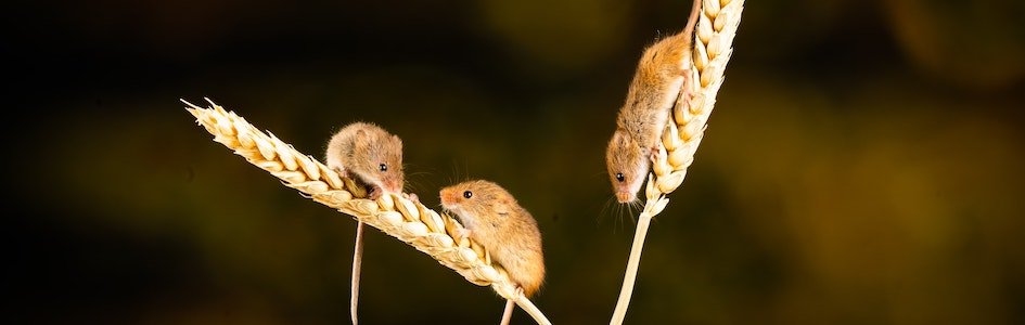Three mice on wheat