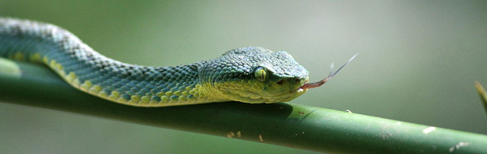 Pit viper on bamboo
