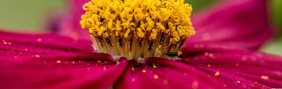 Flower pollen
