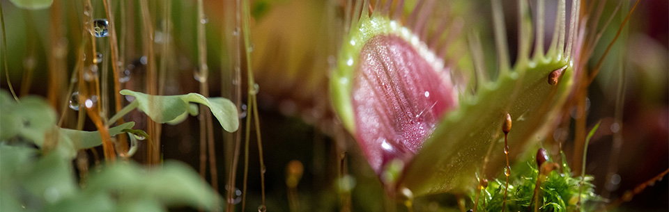 Venus Fly Trap