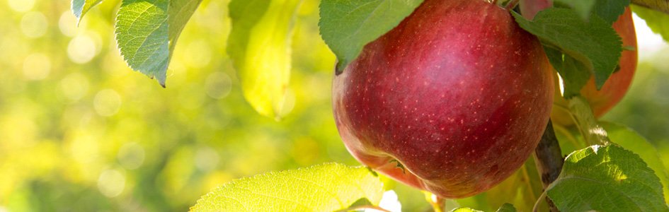 Was the Forbidden Fruit an Apple?