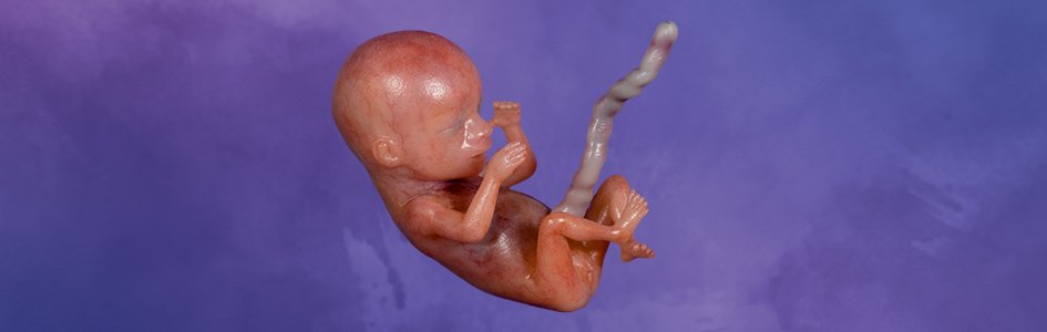 Ojos en el vientre: Semana 11 en la vida de un bebé no nacido