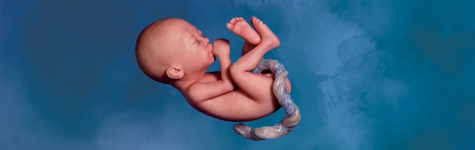 Casi listo para ver el mundo: Semana 18 en la vida de un bebé no nacido