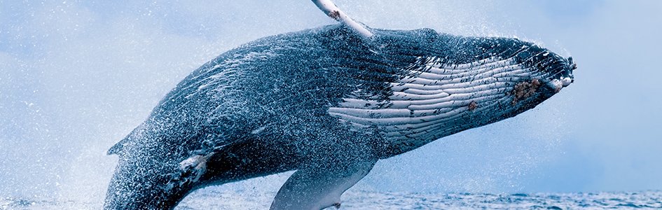 Genetics Proves Absurdity of Whale Evolution