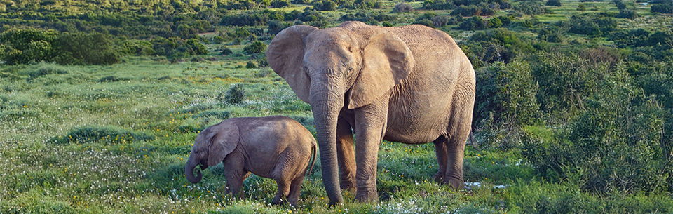 African Bush Elephants