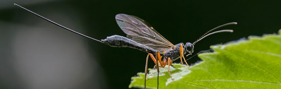 Ichneumon wasp