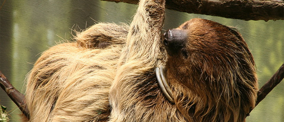 Two-Toed Sloth