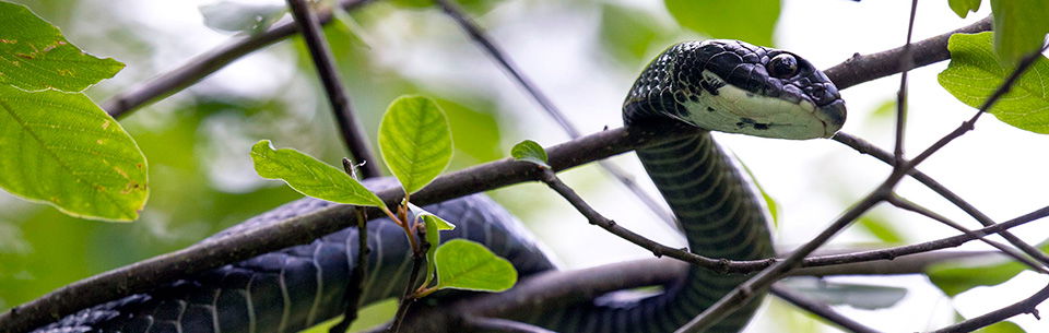 Northern Black Racer snake in a tree