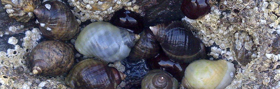 Littorina saxatilis