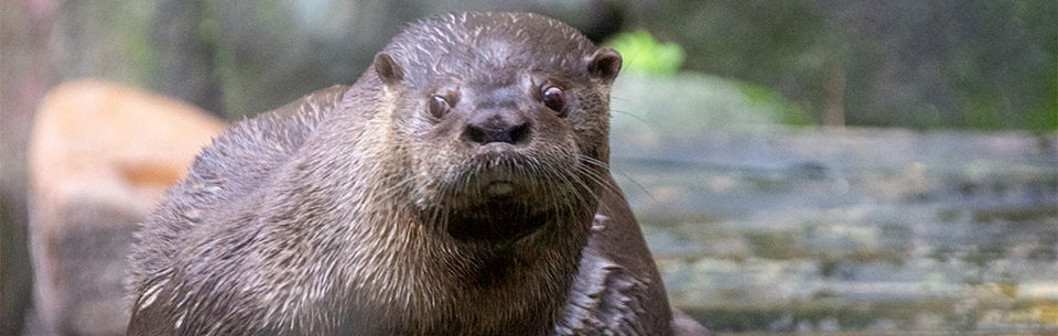 Neotropical River Otter