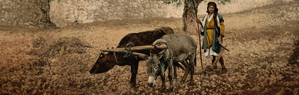 Could Animal Power Have Helped Noah Build the Ark?