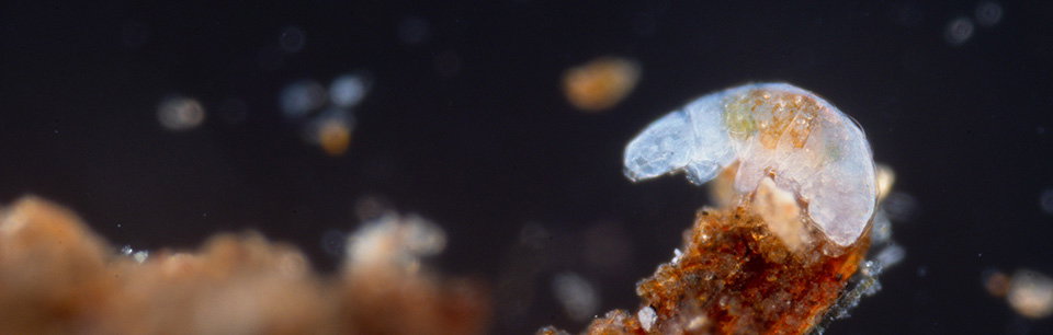Tardigrade