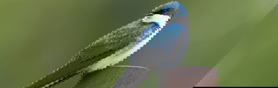 Are Humans Driving “A New Kind of Evolution in Animals”?