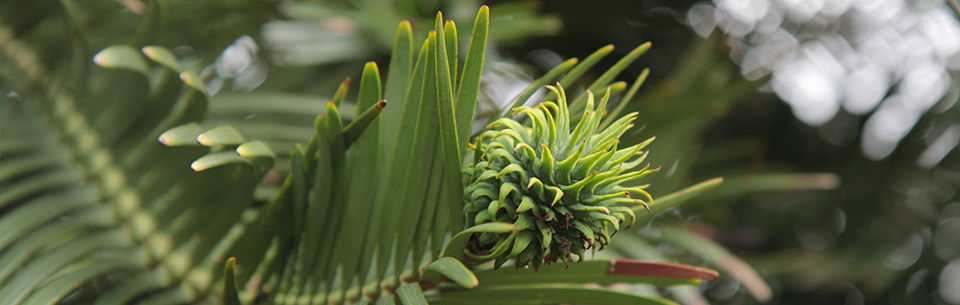 Wollemi pine