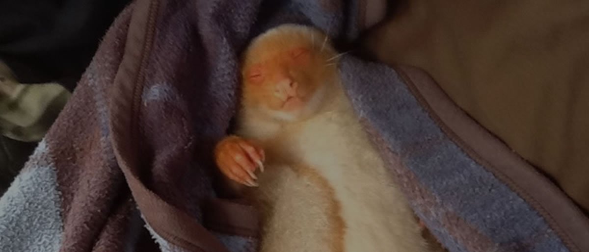 Learning Common Spotted Cuscus Sleeping Habits