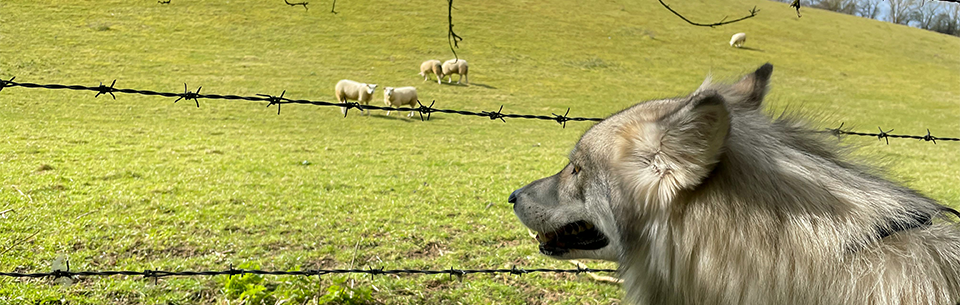 wolf and sheep