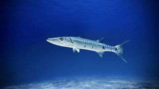 Barracuda