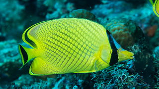 Butterflyfish