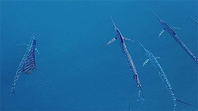 Day of the Marlin! (Vlog Episode 17)