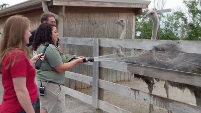 Animal Enrichment: Emus and Ostriches at the Ararat Ridge Zoo