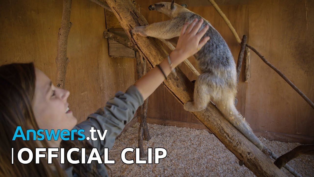 Kashtan’s Wildlife in the Zoo / Official Clip / It’s an Animal House