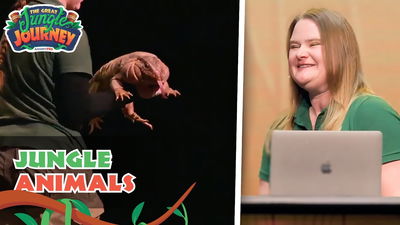 Crazy Animals That Teach Kids the Gospel! | The Great Jungle Journey VBS: Showcase