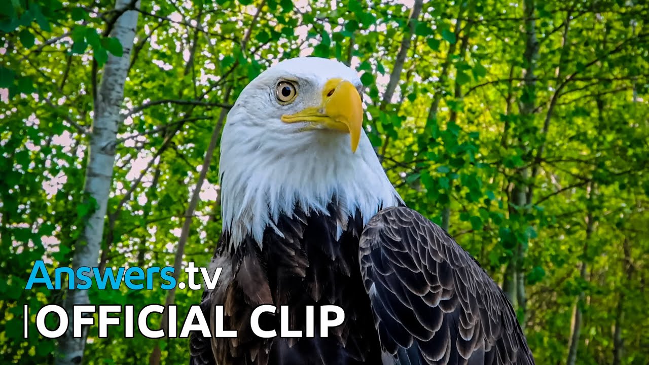 Hike & Seek / Official Clip / North American Eagles