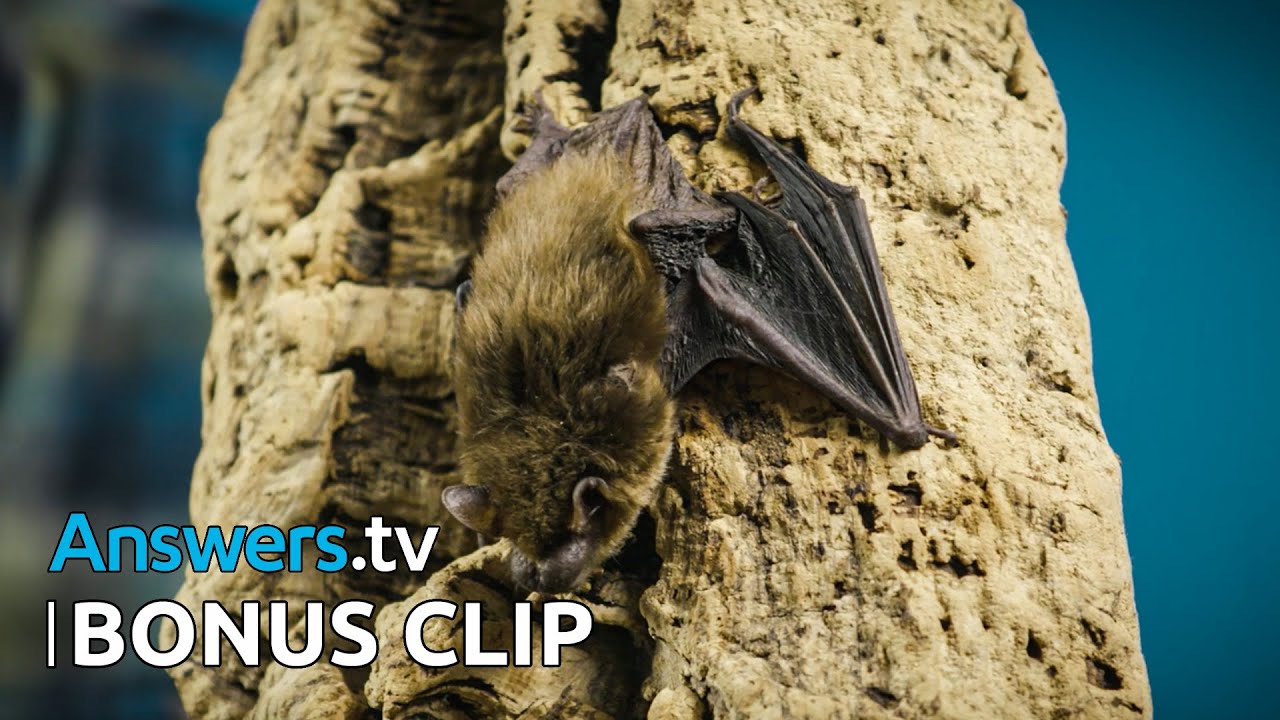 Brown Bats / Bonus Clip / Hike & Seek
