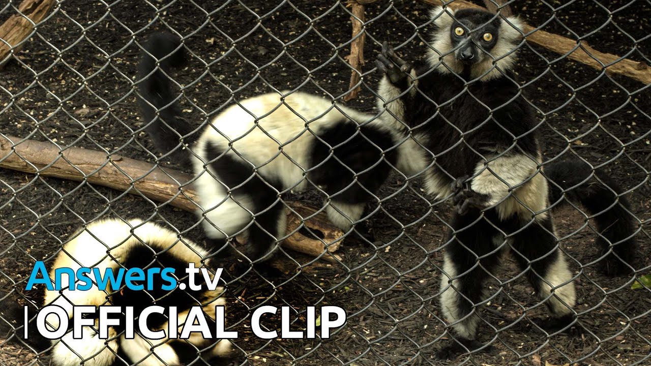 Kashtan’s Wildlife in the Zoo / Official Clip / Monkey Business