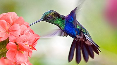 Hummingbird Eyes See Colors We Can’t Imagine