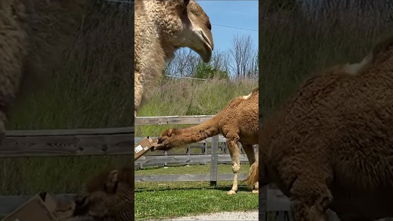 Camel Encounters #answerstv #camel #zoo #animals #creation #arkencounter