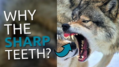 If Creation Originally Had No Death, Why Do Animals Have Sharp Teeth?