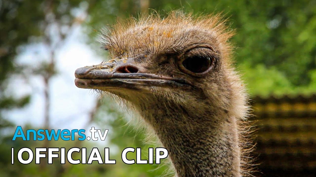 Kashtan’s Wildlife in the Zoo / Official Clip / It’s for the Birds