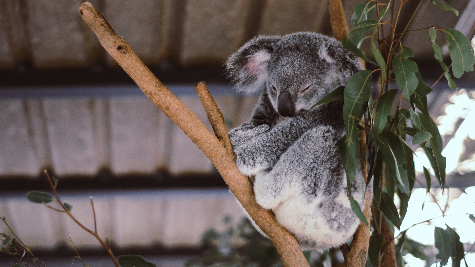 Quiz: Can You Identify These Aussie Animals?