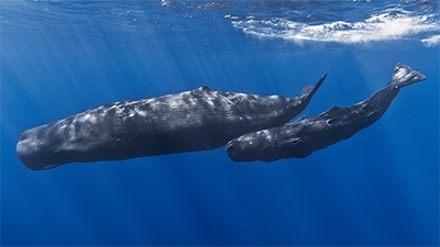 Could Jonah Have Survived in the Belly of the Fish?