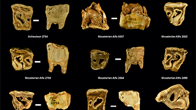Neanderthals Used Rhino Teeth as Tools