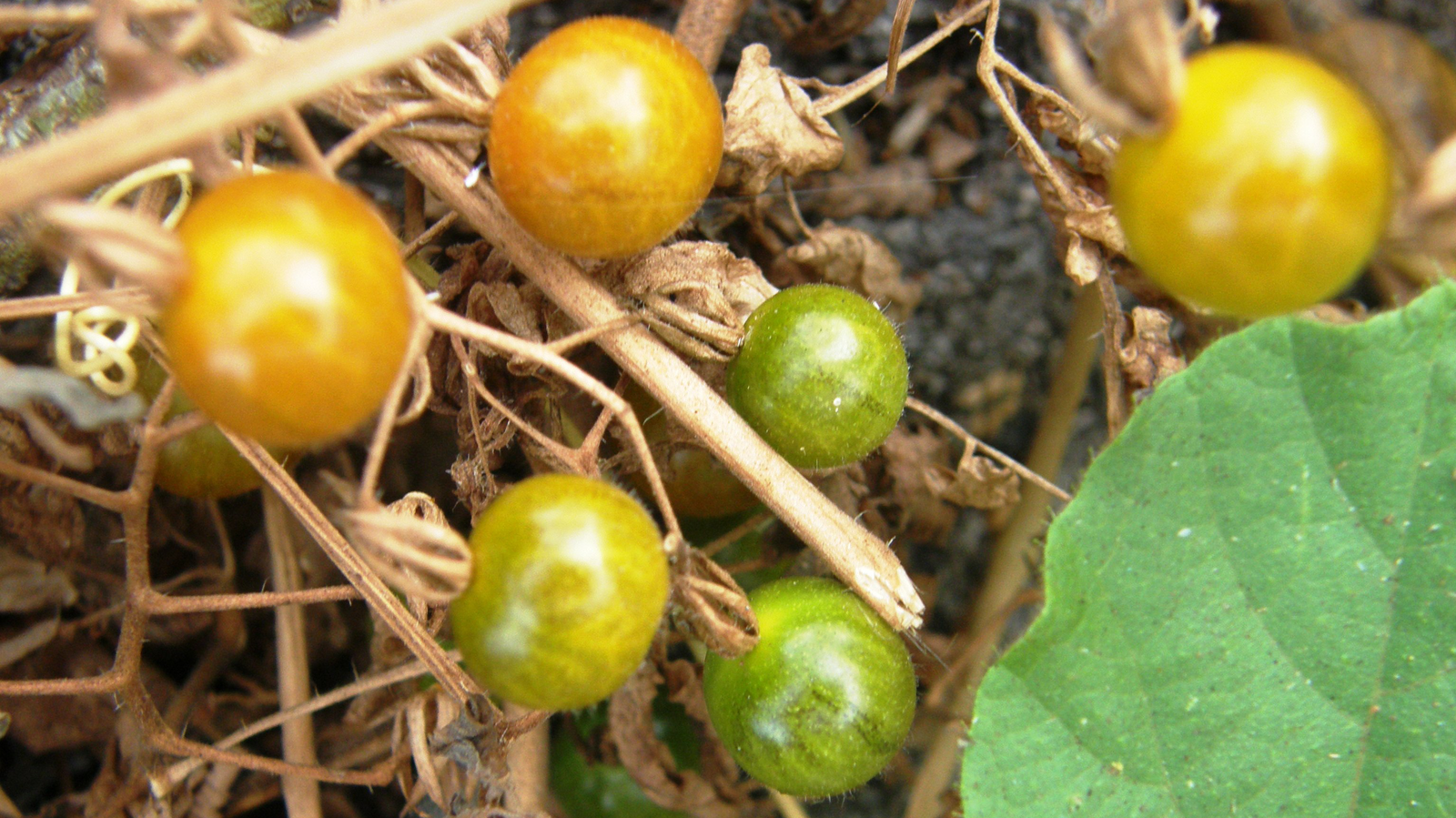 Are Tomatoes “De-evolving” on the Galápagos Islands?
