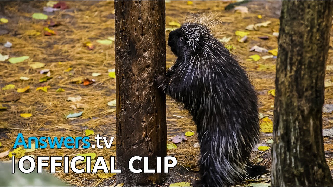 Hike & Seek / Official Clip / Fall Foraging