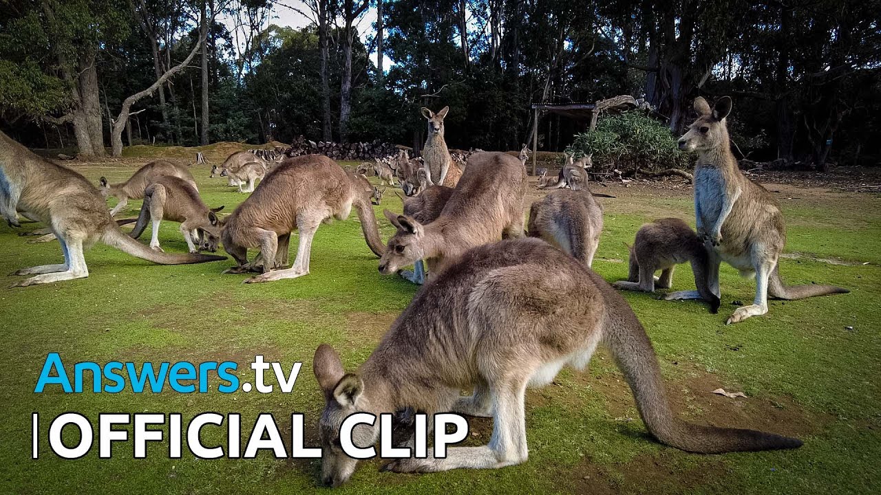 Kashtan’s Wildlife in the Zoo / Official Clip / Brrring on the Winter