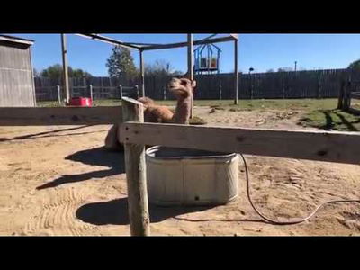 Fun Fall Enrichment at the Eden Animal Experience