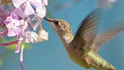 The Hummingbird: God’s Tiny Miracle