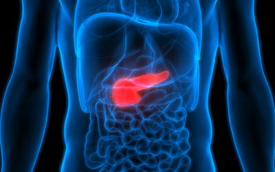 Evolution of the Pancreas