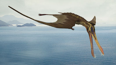 A Vegetarian Pterosaur?